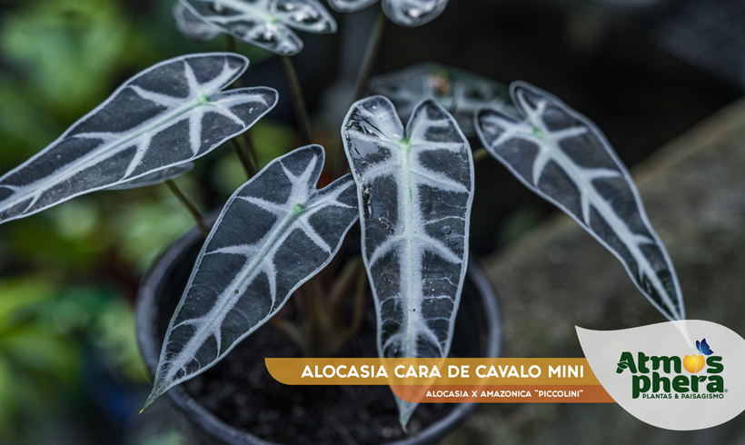 ALOCASIA CARA DE CAVALO MINI 