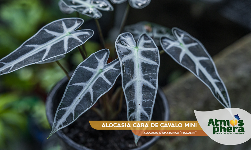 Cara-de-cavalo (Alocasia sp.)  Plantas, Idéias de jardinagem