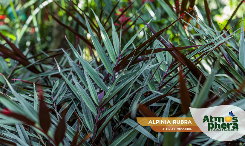 ALPINIA RUBRA