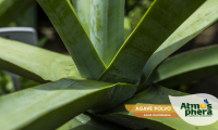 agave-polvo-agave-vilmoriniana-site-04