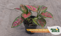 aglaonema-pink-beauty-aglaonema-commutatum-pink-beauty-site-01