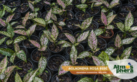 aglaonema-rosa-bebe-aglaonema-commutatum-etta-rose-site-02