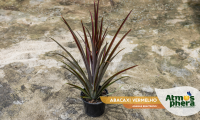 abacaxi-vermelho-ananas-bracteatus-site-01