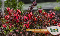 acalifa-brasas-de-fogo-acalypha-wilkesiana-inferno-site-03