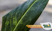 aglaonema-queen-aglaonema-commutatum-queen-site-03