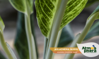 aglaonema-queen-aglaonema-commutatum-queen-site-04