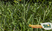 agave-pintada-manfreda-maculosa-site-03