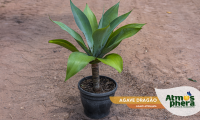 agave-dragao-agave-attenuata-site-02