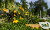 alegria-de-jardim-coreopsis-lanceolata-site-04