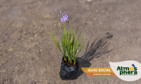 alho-social-tulbaghia-violacea-site-01