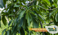 abrico-de-macaco-couroupita-guianensis-site-03