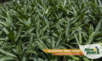 aglaonema-prata-lanca-aglaonema-commutatum-silver-bay-site-03