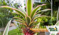 abacaxi-variegata-ananas-bracteatus-tricolor-site-04