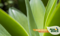 agave-dragao-agave-attenuata-site-06