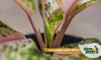 aglaonema-baby-queen-aglaonema-commutatum-widuri-site-04