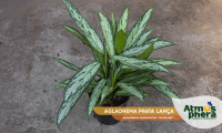 aglaonema-prata-lanca-aglaonema-commutatum-silver-bay-site-01