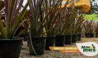 abacaxi-vermelho-ananas-bracteatus-site-02
