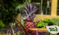 abacaxi-vermelho-ananas-bracteatus-site-05