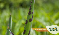 agave-pintada-manfreda-maculosa-site-05