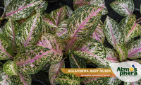 aglaonema-baby-queen-aglaonema-commutatum-widuri-site-02