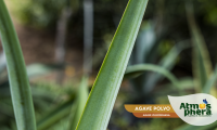 agave-polvo-agave-vilmoriniana-site-05