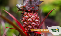 abacaxi-vermelho-ananas-bracteatus-site-06