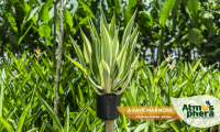 agave-marmore-furcraea-foetida-striata-site-01