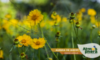 alegria-de-jardim-coreopsis-lanceolata-site-05