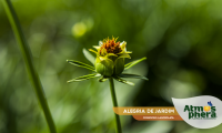 alegria-de-jardim-coreopsis-lanceolata-site-08