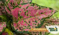 aglaonema-rosa-aglaonema-commutatum-lady-valentine-site-03