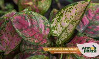 aglaonema-pink-beauty-aglaonema-commutatum-pink-beauty-site-03