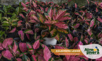 aglaonema-lawan-aglaonema-commutatum-lawan-site-02