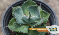 agave-raquete-mini-agave-isthmensis-site-04