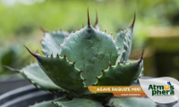 agave-raquete-mini-agave-isthmensis-site-02