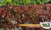 acalifa-tempestade-de-fogo-acalypha-godseffiana-firestorm-site-02