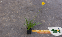 alegria-de-jardim-coreopsis-lanceolata-site-01