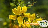 acacia-baianinha-senna-polyphylla-site-05