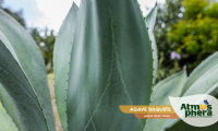 agave-raquete-agave-celsii-nova-site-04