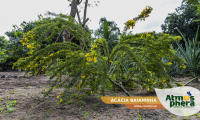 acacia-baianinha-senna-polyphylla-site-03