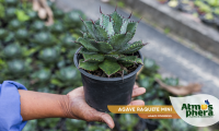 agave-raquete-mini-agave-isthmensis-site-01