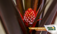 abacaxi-vermelho-ananas-bracteatus-site-07