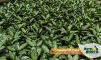 aglaonema-cinza-aglaonema-commutatum-silver-queen-site-05