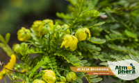 acacia-baianinha-senna-polyphylla-site-06