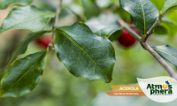 acerola-malpighia-emarginata-site-04