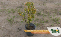acalifa-mulambinho-miami-acalypha-wilkesiana-heterophylla-site-01