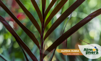 alpinia-rubra-alpinia-luteocarpa-site-04