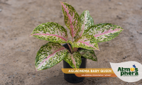 aglaonema-baby-queen-aglaonema-commutatum-widuri-site-01