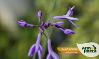 alho-social-tulbaghia-violacea-site-05