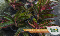 aglaonema-black-sumatra-aglaonema-commutatum-black-sumatra-site-02