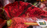 acalifa-vermelha-acalypha-wilkesiana-mosaica-site-05